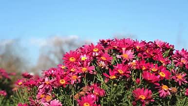4k实拍蓝天下盛开的荷兰菊花朵风光视频的预览图